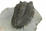 Detailed Coltraneia Trilobite Fossil - Huge Faceted Eyes #273801-4